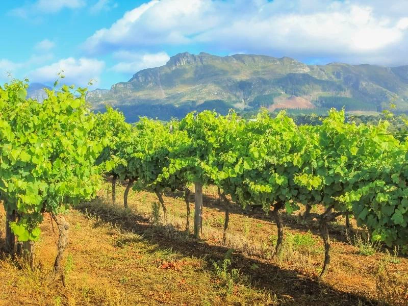 Wijnproeven Plettenberg Bay