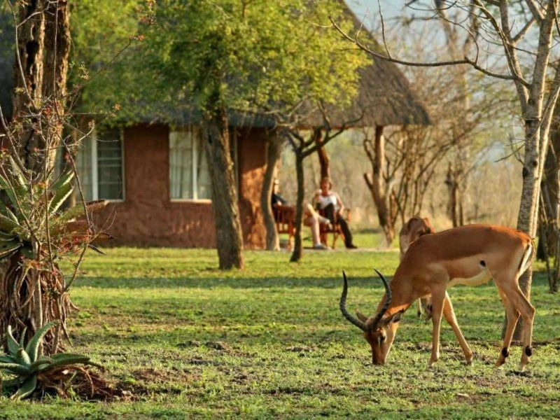 Antilopes aan het grazen in park voor de lodges