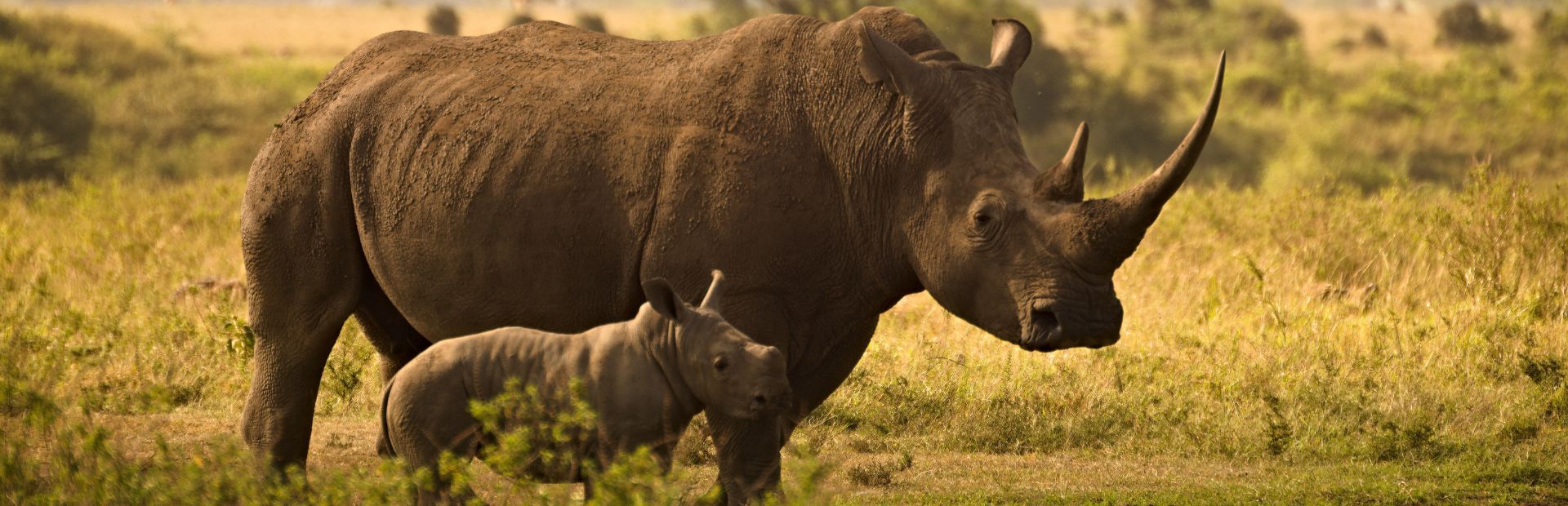 Neushoorn met baby in het veld