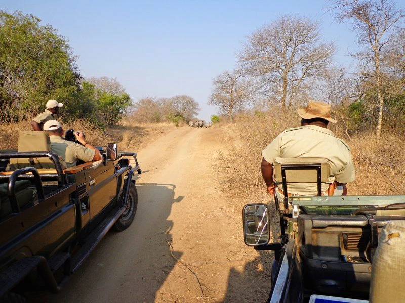 Twee open safari-jeeps rijden over een zandpad in een droog bushlandschap met kale bomen. In de verte zijn enkele neushoorns te zien op het pad. In de voorste jeep zit een gids met een hoed naar voren te kijken, terwijl in de andere jeep een reiziger foto’s maakt. Links en rechts van het pad staat lage, dorre vegetatie met hier en daar groene struiken.