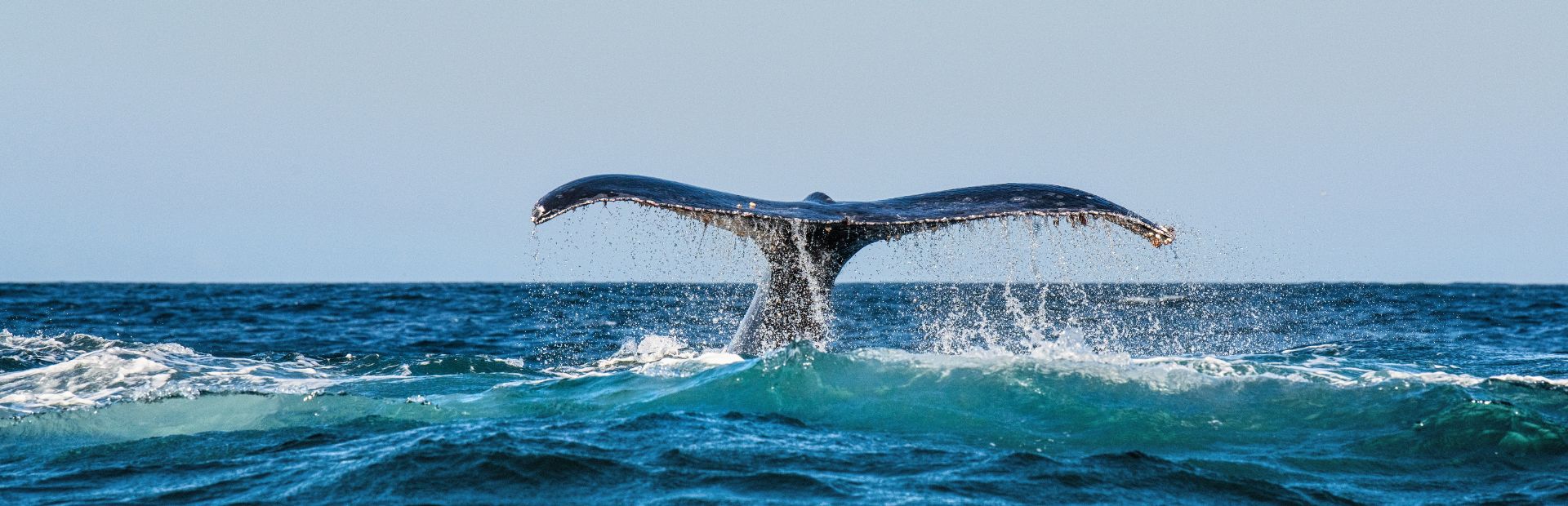 Een walvisstaart die boven de blauwe zee uitsteekt en flink wat gespetter meebrengt. De Lucht is lichtblauw.