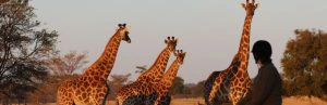 Vier giraffen op een open veld, de eerste kijkt vooruit terwijl de andere drie omkijken. Rechts op de foto staat een wazige vrouw in donkere kleding. Rondom staan wat boompjes en de lucht is helder.