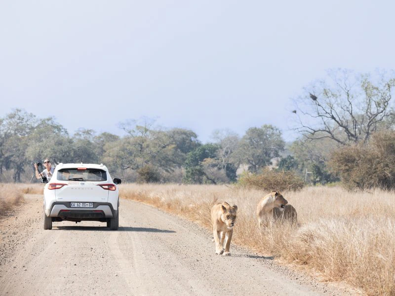 Auto rijdt langs leeuwen in Kruger National Park