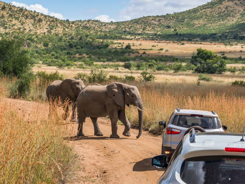 Olifanten lopen voor auto's langs