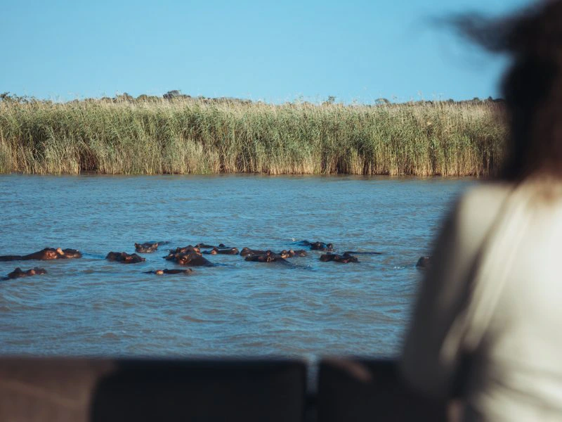 Een wazige voorgrond van een vrouw met bruin haar in de wind. Voor haar zie je allemaal Nijlpaardkoppen boven water en langs de rivier is veel hoog gras. De lucht kleurt blauw.