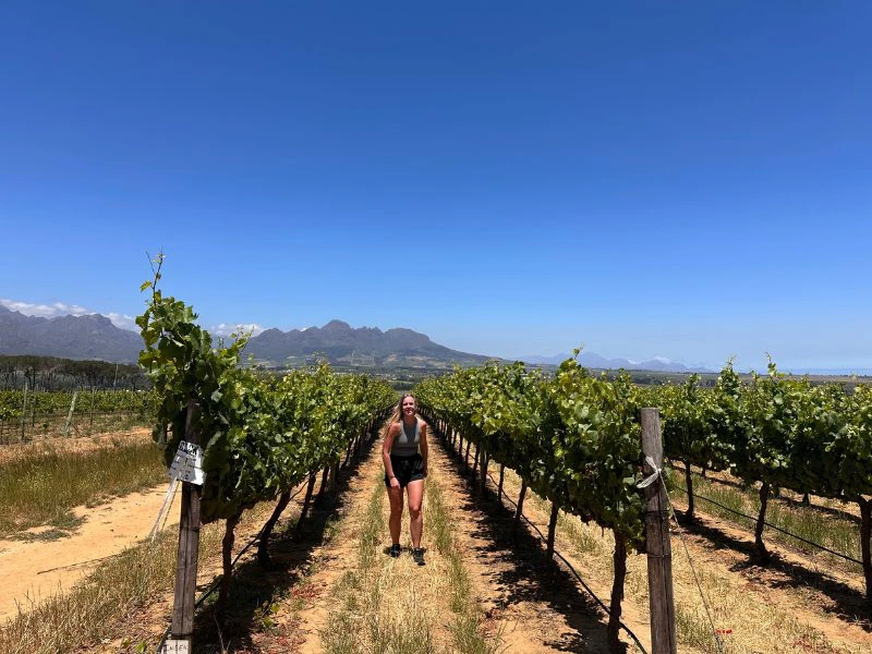 Reizigster loopt tussen de groene wijnranken in Stellenbosch. Onder haar is de grond erg droog met hier en daar wat gras, de lucht is felblauw en in de verte zijn bergen te zien.