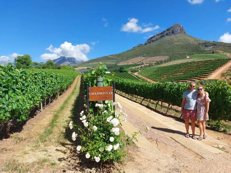 Een man en vrouw staan samen in een wijngaard onder een blauwe lucht, omringd door groene druivenranken. Er staat een bord met de tekst "Chardonnay" tussen bloeiende witte rozen. Op de achtergrond zijn heuvels en een opvallende bergtop te zien, wat het landschap een typisch Zuid-Afrikaans karakter geeft.