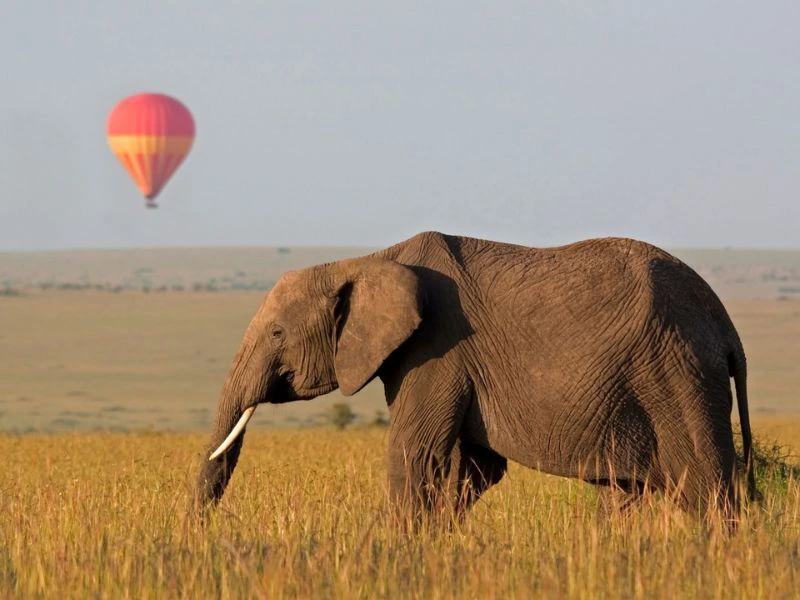 Olifant loopt over de savanne met luchtballon op de achtergrond
