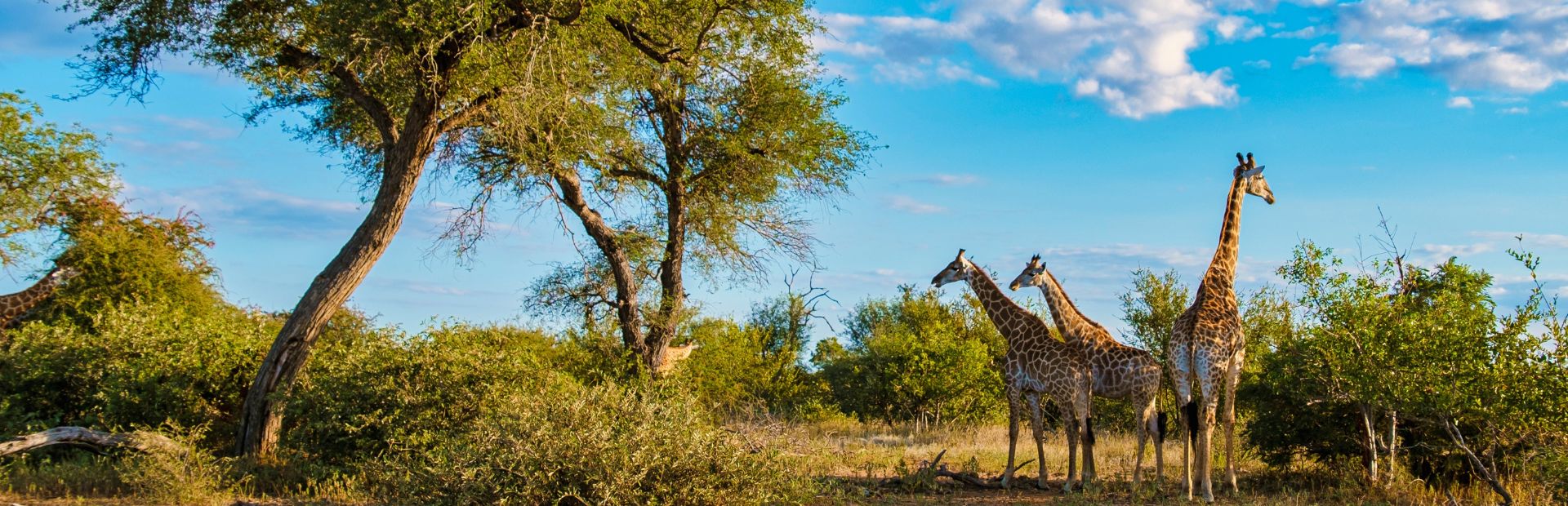 Drie giraffen in de natuur van Zuid-Afrika