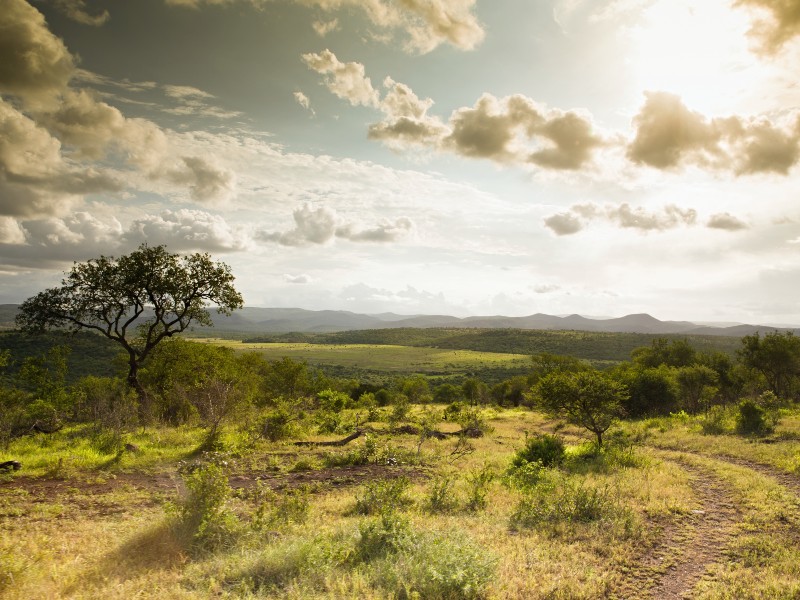 South Africa- Mkhuze - bush