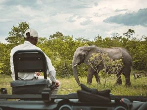 South Africa - jeepsafari - eelephant