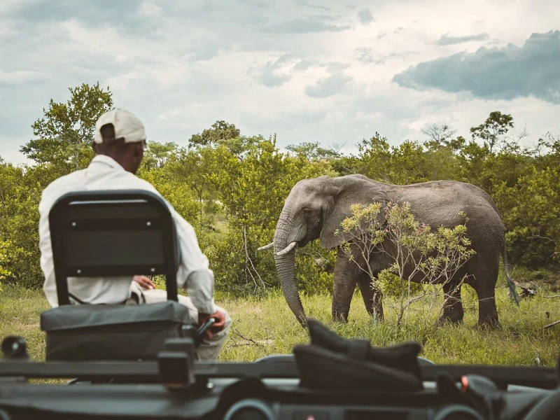 South Africa - jeepsafari - eelephant