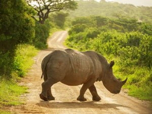South Africa - Hluhluwe - Rhino - Safari