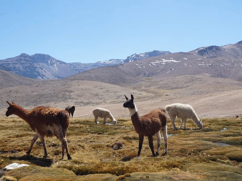 Colca Canyon Alpaca