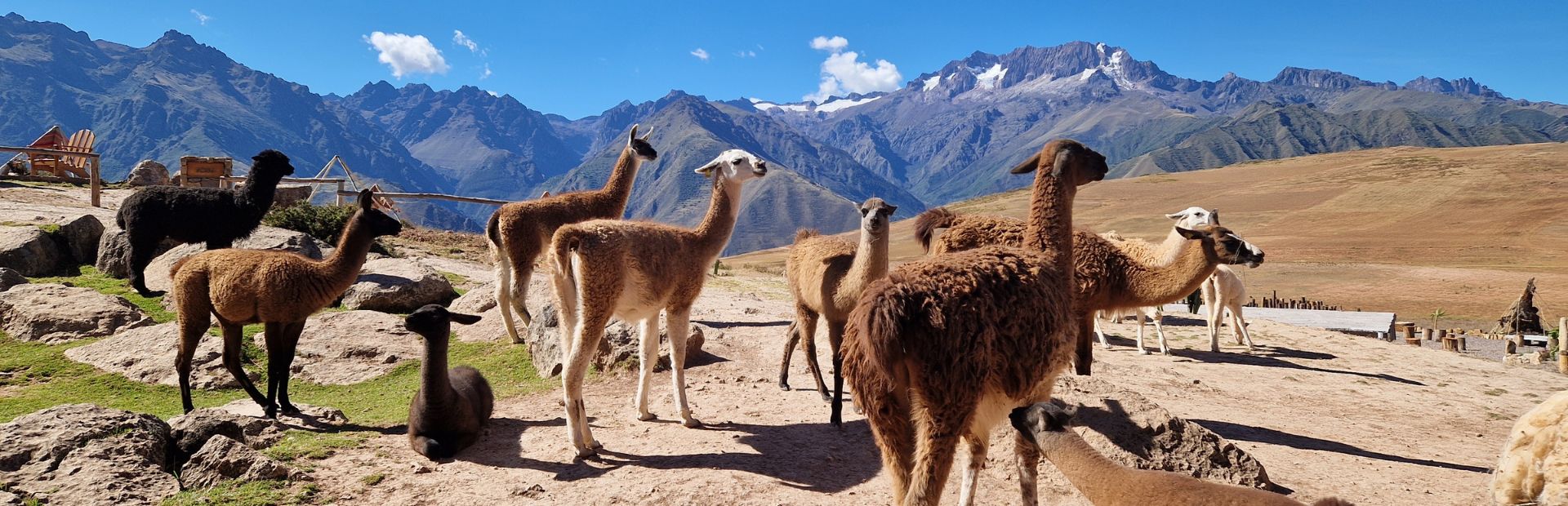 Llama's in Peru met uitzicht op bergen
