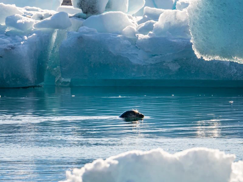 Zeehond in IJsland