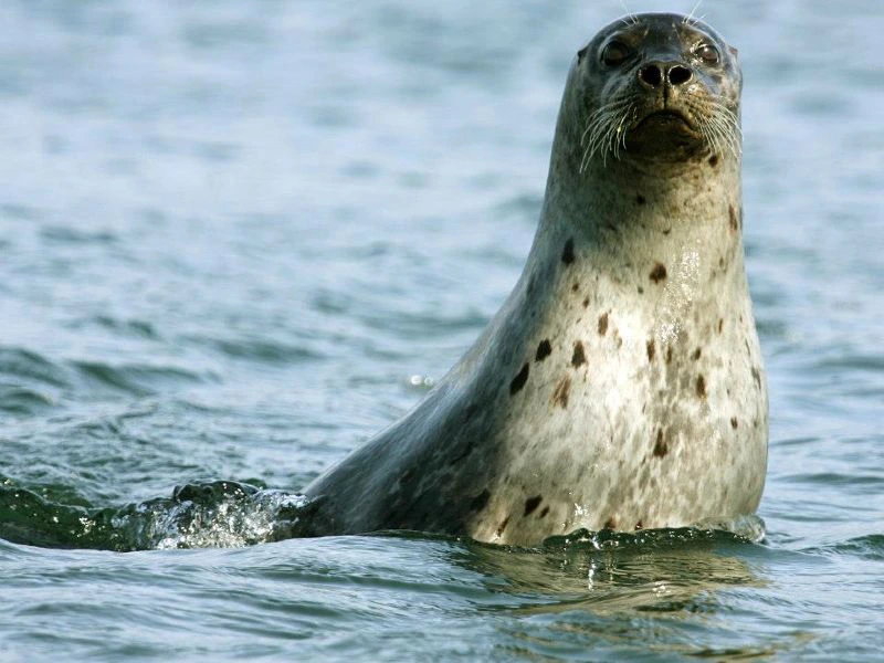 hvammstangi zeehond