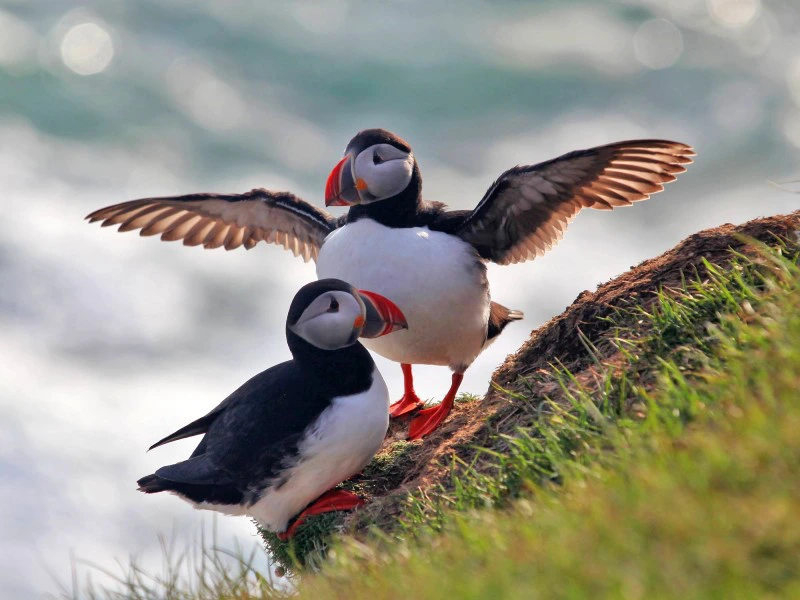 vogels in snaefellness