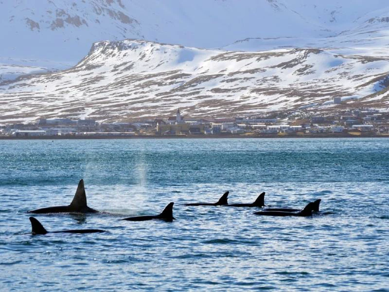 Snaefellsnes - orka's | Riksja Family IJsland