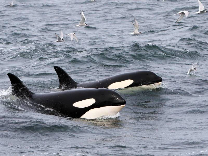 Snaefellsnes - orka's | Riksja Family IJsland