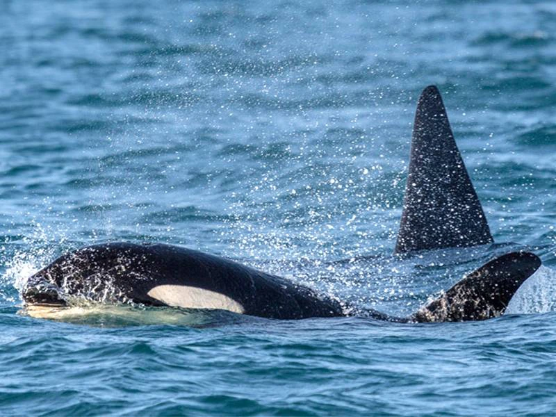 Snaefellsnes - orka's | Riksja Family IJsland