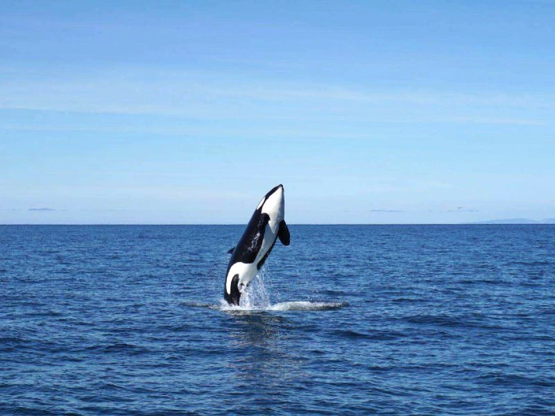 Snaefellsnes - orka's | Riksja Family IJsland