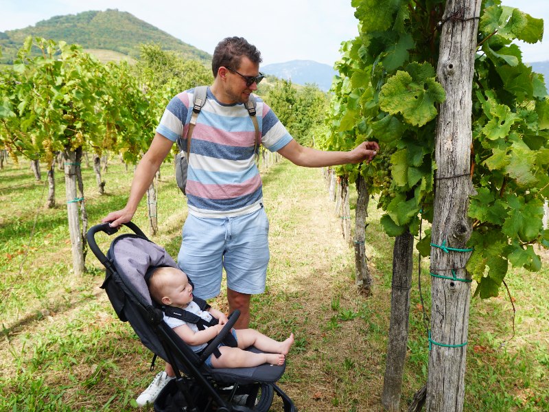 Wijnstreek Slovenie - Vipava