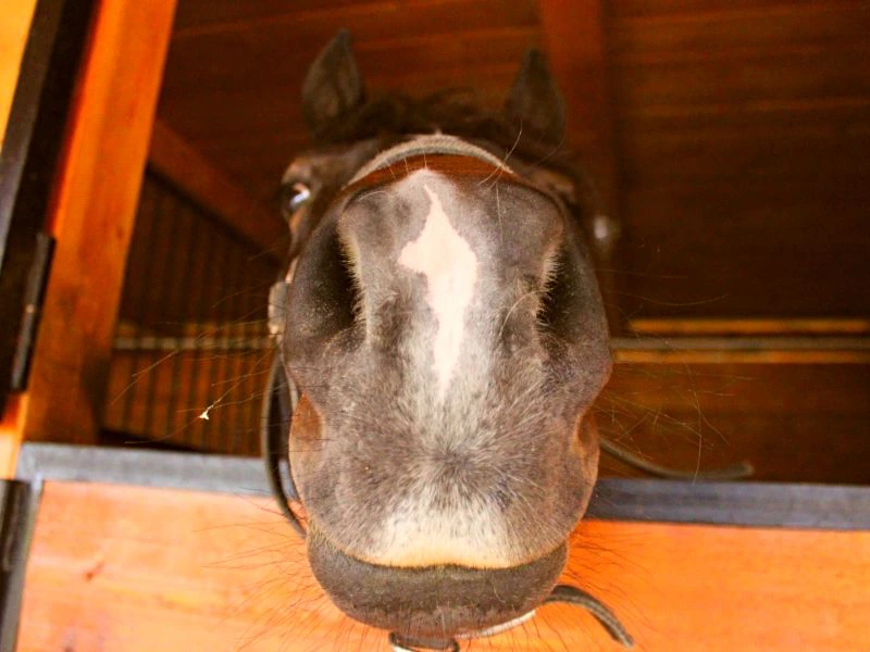 Paard in stal