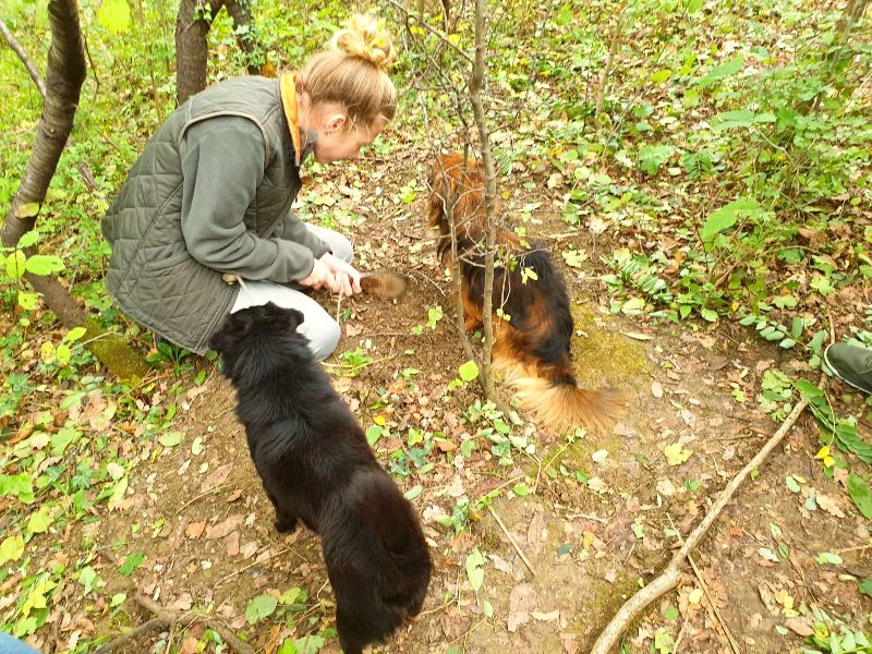 Truffelhunt in Istrië