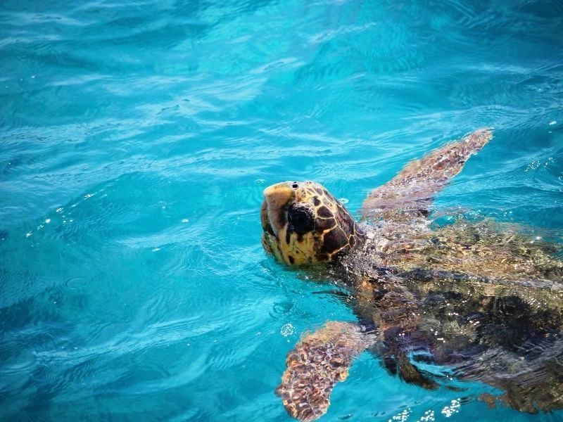 Zeeschildpadden bij Zakynthos