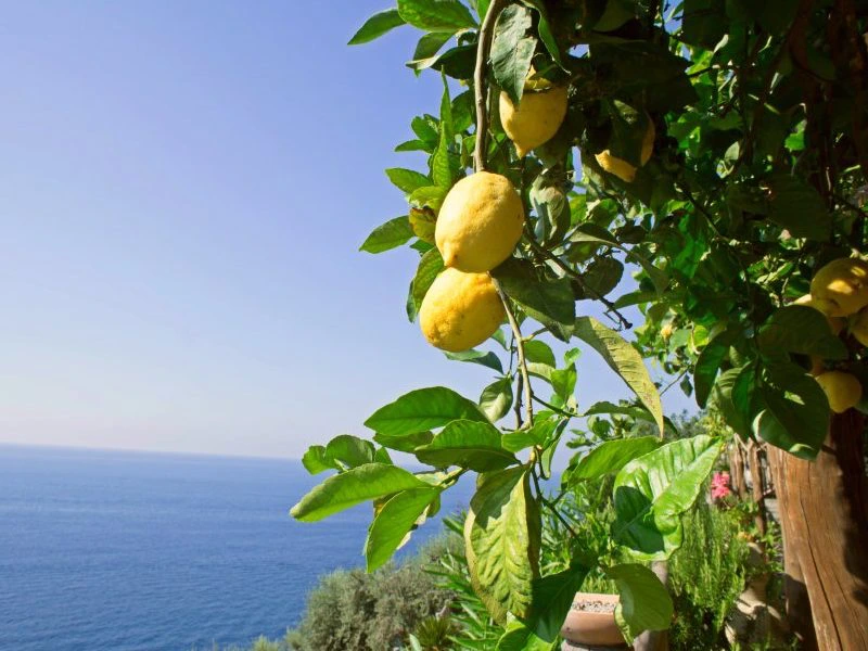 Citroen boom in de amalfi kust