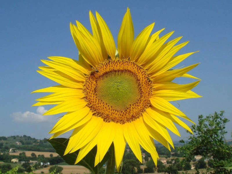 Zonnebloem in Italie