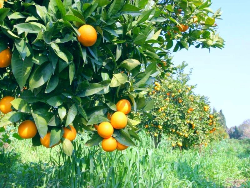Overnachten op een boerderij