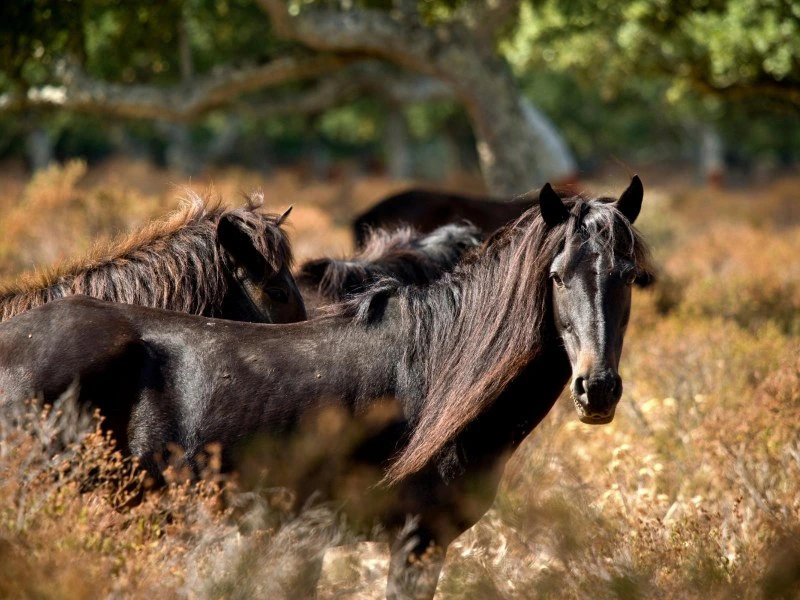 Paarden spotten Sardinie