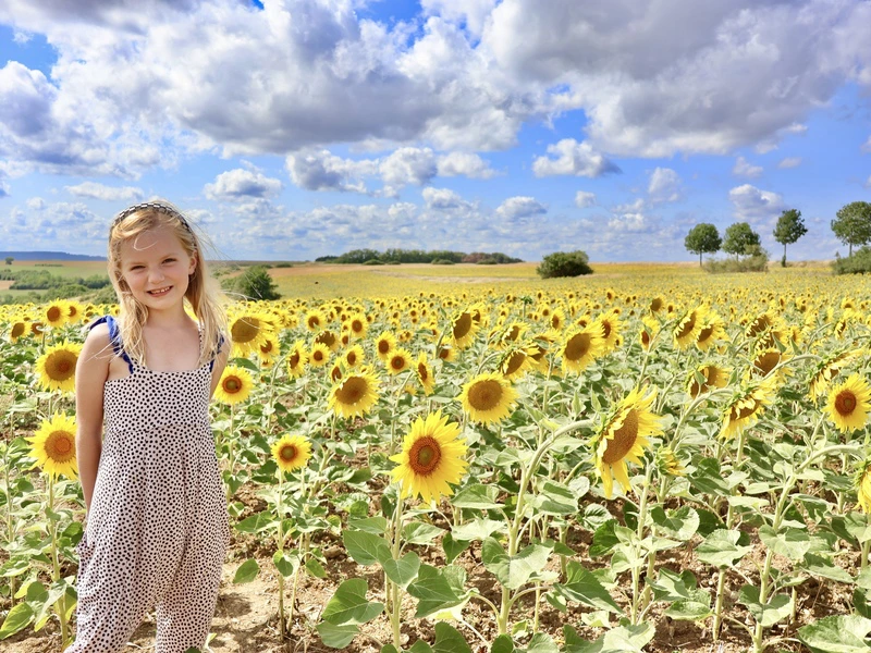 Zonnebloemen Frankrijk