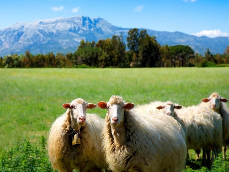 Schapen in Sardinie