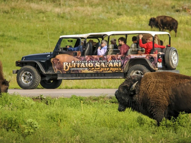 Buffalo safari