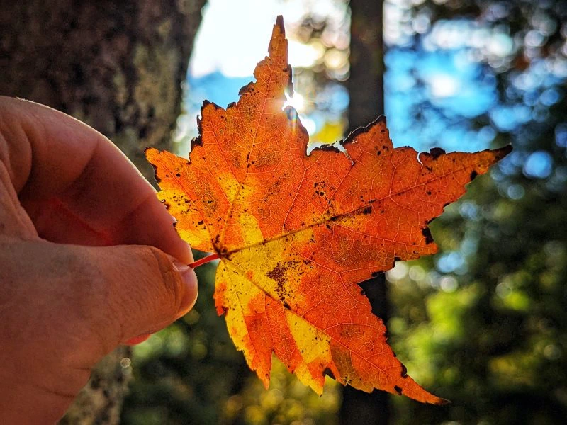New Hampshire White Mountains Herfst Noordoosten