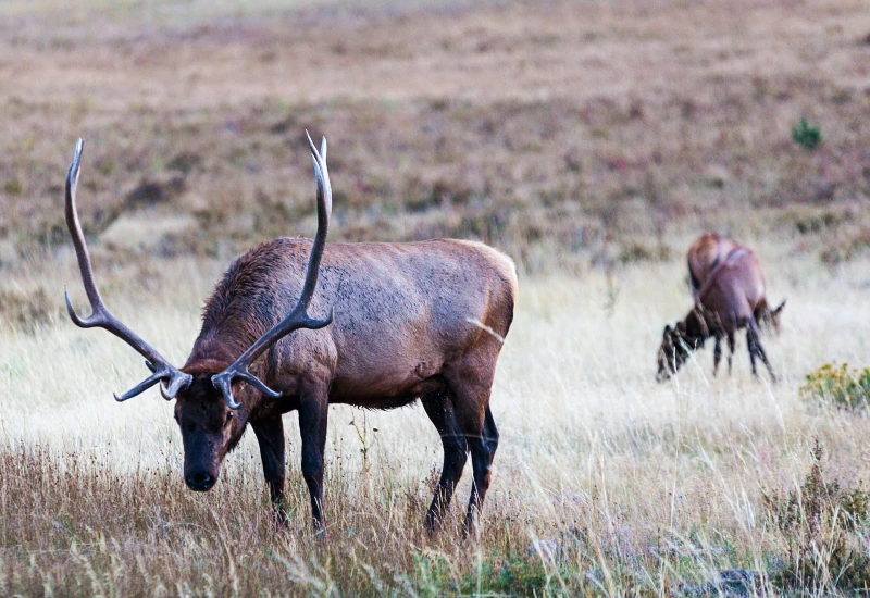 Wildlife van de Rocky Mountains