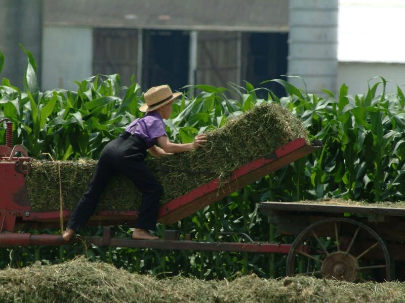Amerika vakantie, Amish