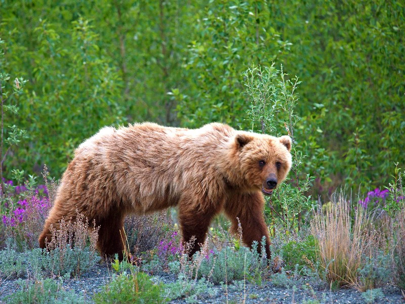 Alaska en Yukon rondreizen