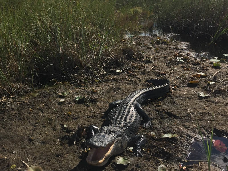 Everglades alligator