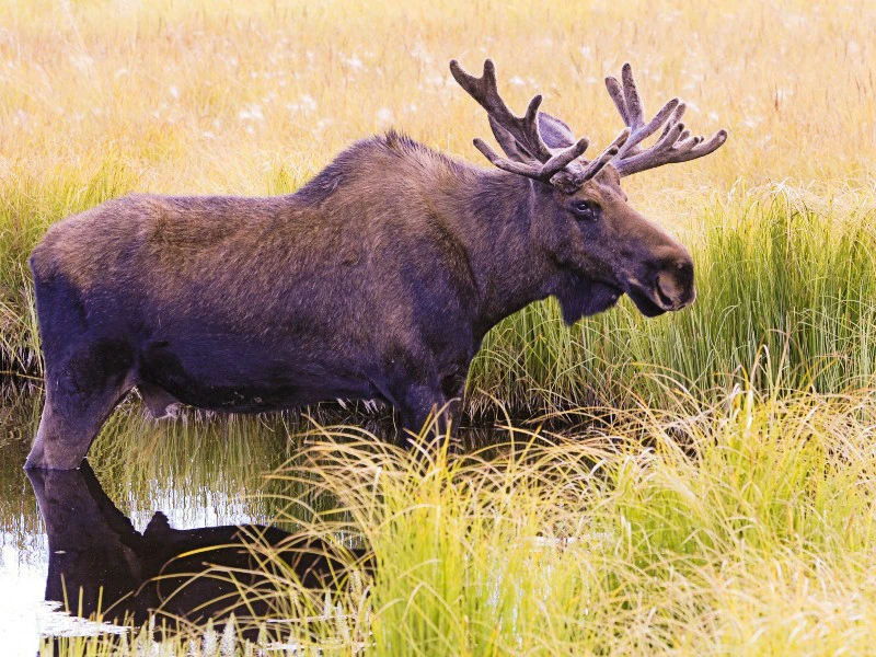 yukon-eland-alaska-rondreis