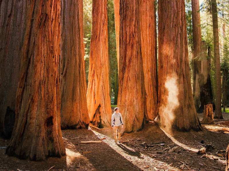 Sequoia National Park, bomen