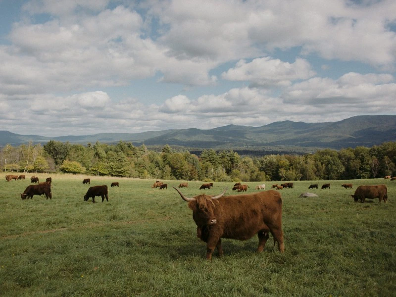 USA - Vermont koeien