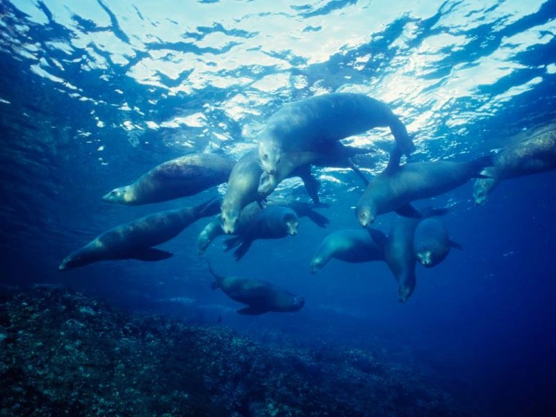zeeleeuwen bij san diego la jolla