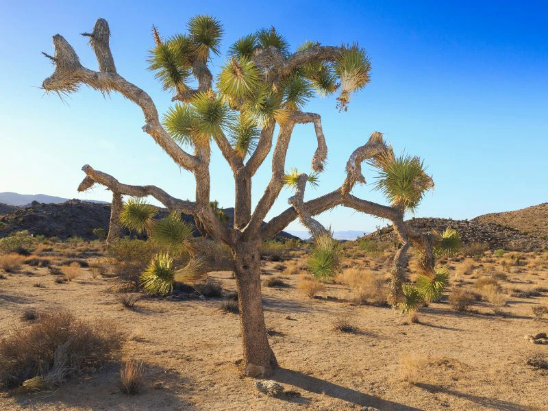 Joshua Tree National Park