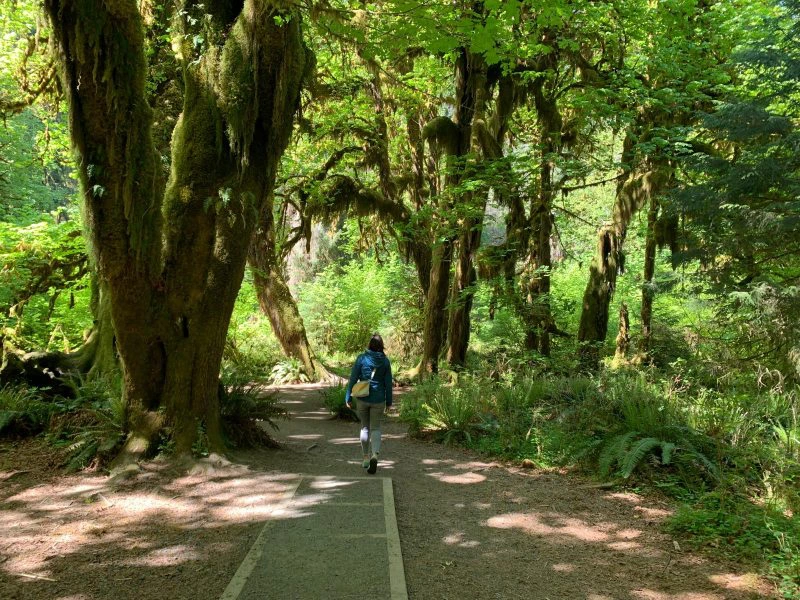 Hall of the mosses olympic National park