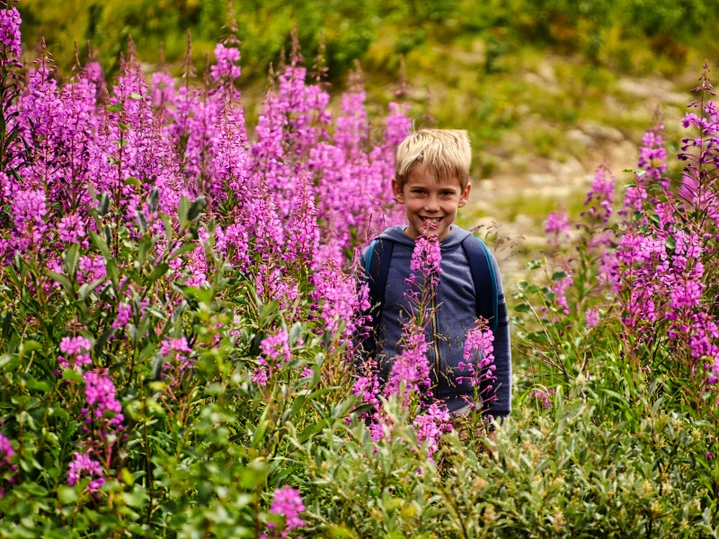 Wilde bloemen in Noorwegen