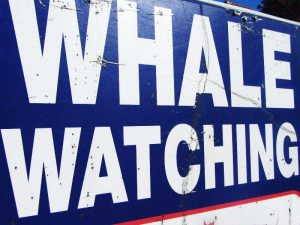 walvis spotten